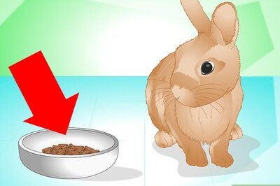 How to Determine if Your Rabbit Is Sick