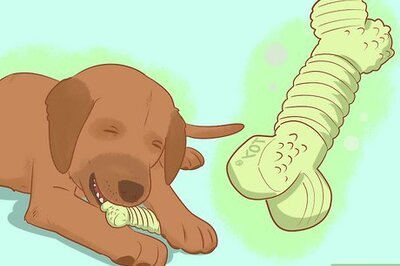 How to Stop a Dog from Biting When Excited