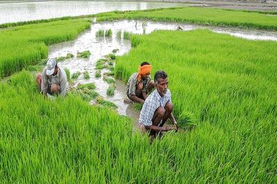 Agriculture Sector Likely to Remain Resilient from Covid-19 Impact; to Grow 2.5% in FY21: Crisil