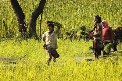 Cabinet hikes minimum support price of paddy, pulses to check price rise