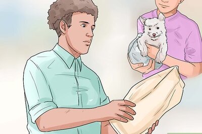 How to Care for Miniature Schnauzers