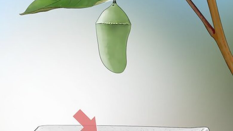 How to Hang a Monarch Chrysalis