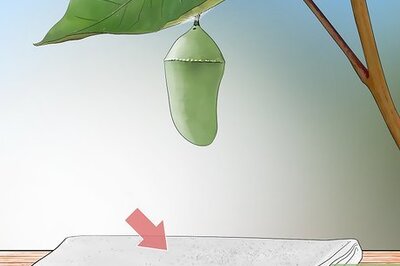 How to Hang a Monarch Chrysalis