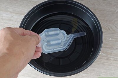 How to Make Mango Wine