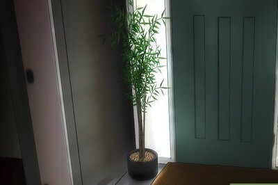 How to Choose Low‐Maintenance Houseplants