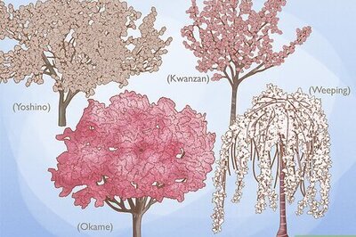How to Grow a Cherry Blossom Tree