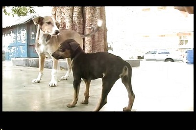 'Boycott Kerala Tourism' campaign over government's decision to cull stray dogs gains momentum