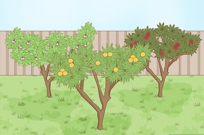 How to Attract Kookaburras to Your Garden