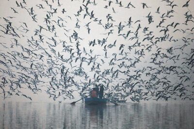 Delhi Air Pollution: AQI Sees Slight Improvement in 'Poor' Category, No Relief in Next 2 Days