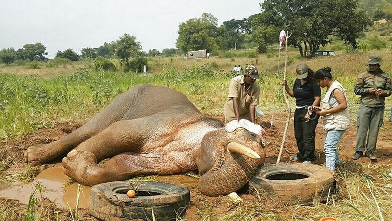 Stranded Jumbo Sidda Rescued From Dam Near Bengaluru After 60 Days