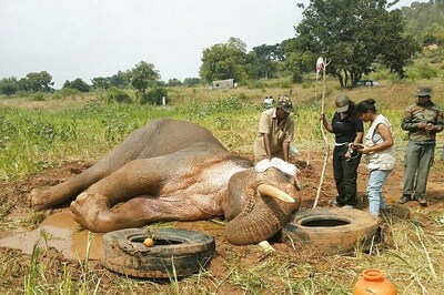 Stranded Jumbo Sidda Rescued From Dam Near Bengaluru After 60 Days