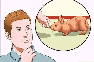 How to Train a Rabbit to Stop Chewing Carpet