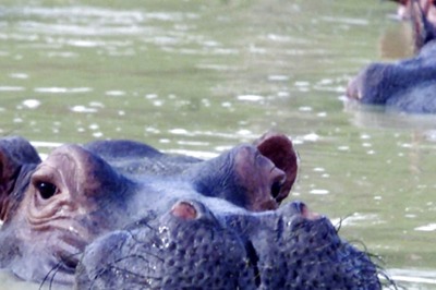 Male Hippo In Japan Zoo Turns Out To Be Female And The Discovery Took 7 Years