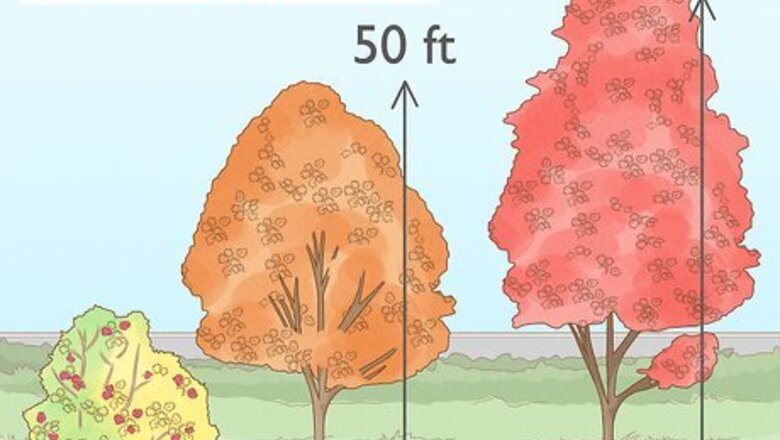 How to Plant a Maple Tree