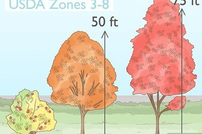 How to Plant a Maple Tree