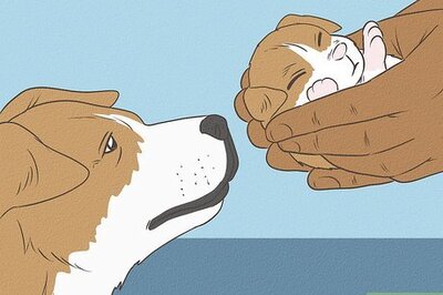 How to Check the Weight of Newborn Puppies