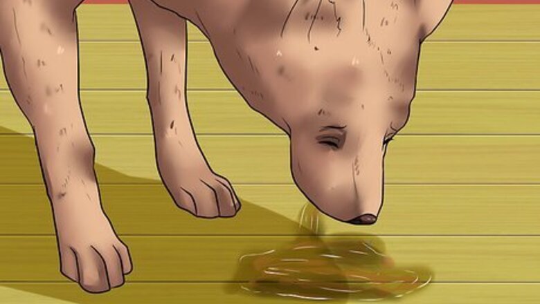 How to Diagnose Canine Allergies