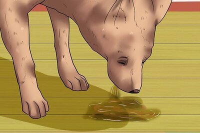 How to Diagnose Canine Allergies
