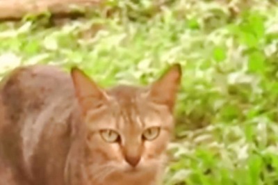 Elderly Mangaluru Couple Turns Home Into Sanctuary For Their Love Of Cats