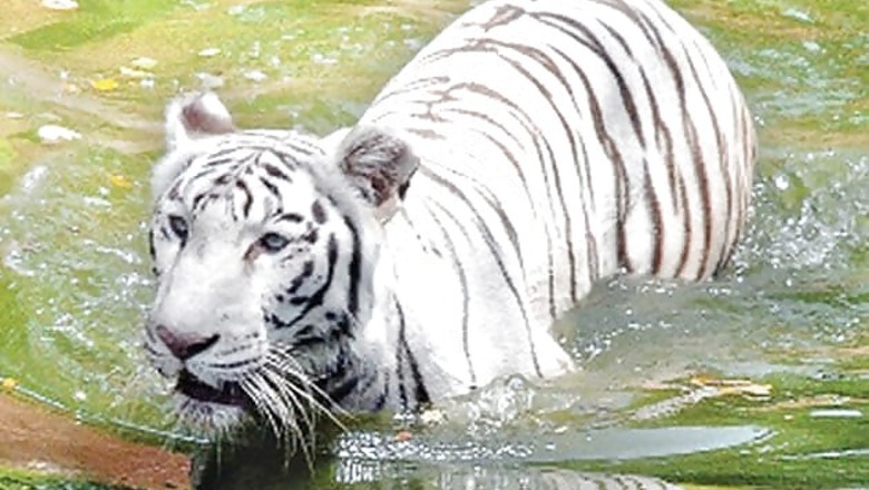 Hyderabad: Endangered animals thrive at zoo