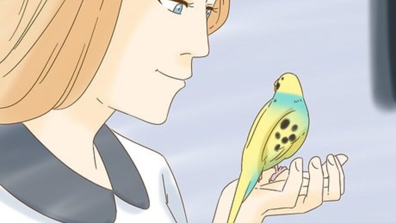 How to Have Fun With Your Small Bird