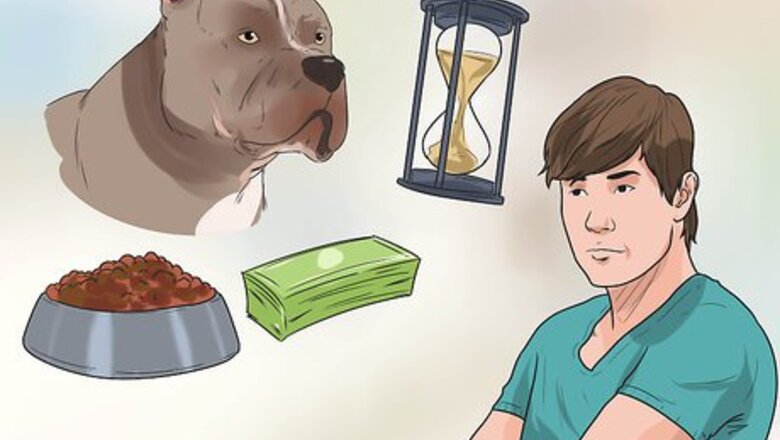 How to Own and Love a Pit Bull Dog