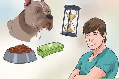 How to Own and Love a Pit Bull Dog