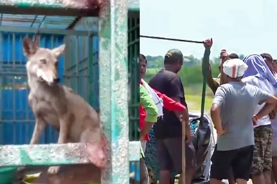 'Shoot On Sight': UP Govt Makes Big Move As Man-Eater Wolves Kill 8 In Bahriach Terror