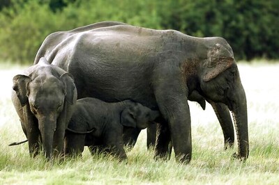 Jumbo row over Sri Lanka's elephant gift to New Zealand PM