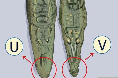 How to Tell the Difference Between a Crocodile and an Alligator