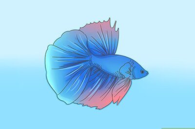 How to Play and Bond with Your Betta Fish