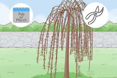 How to Dry and Decorate with Pussy Willow Branches