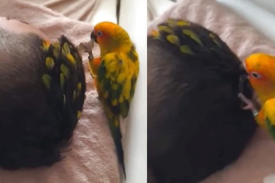 Video Of Parrot Decorating Man's Hair With Its Feathers Has Internet In Disbelief