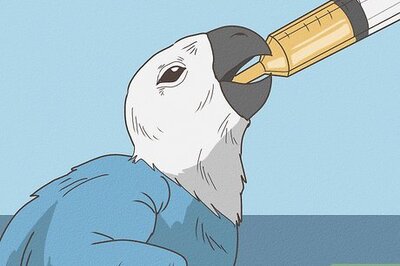 How to Raise a Snuggly Bird