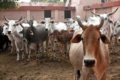 Two Beaten to Death on Suspicion of 'Cow Theft' in Assam
