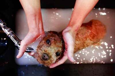 Milk Spas and Manicures: A Hong Kong Dog's Life