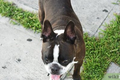 How to Make a Dog Stand Up