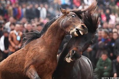 LS aspirants possess guns, horses and artworks