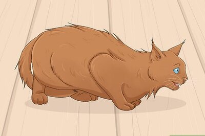 How to Understand the Cat's Meow