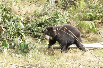 Three Bears Euthanized After Colorado Woman Dies in Apparent Bear Attack
