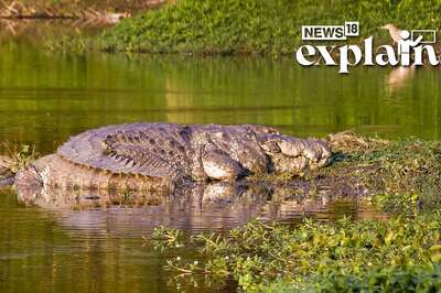 The Crocodile Decapitator: A 'Serial Killer' in Australia Has Put Authorities on Edge | Explained