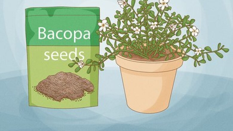 How to Grow Bacopa Plants