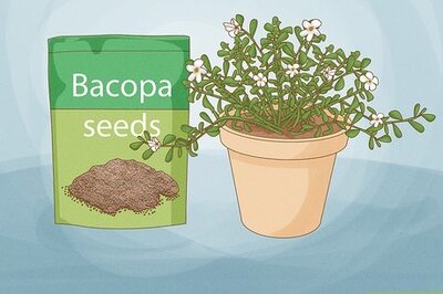 How to Grow Bacopa Plants