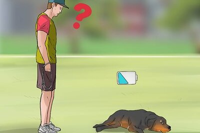 How to Treat Dysplasia in Rottweilers