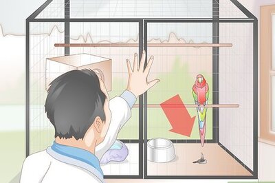 How to Toilet Train a Parrot