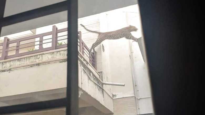 Panther in Pink City: Leopard Strays into Jaipur's Residential Area, Authorities on Toes to Catch it