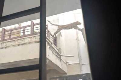 Panther in Pink City: Leopard Strays into Jaipur's Residential Area, Authorities on Toes to Catch it