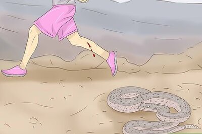How to Treat a Rattlesnake Bite