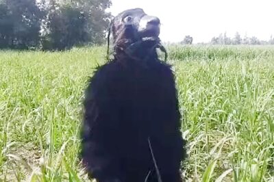 Move Over Scarecrows, Farmers in UP Are Donning Bear Costumes to Save Their Crops from Stray Animals