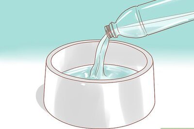 How to Take Care of a West Highland White Terrier